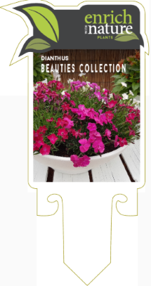 Dianthus beauties.png